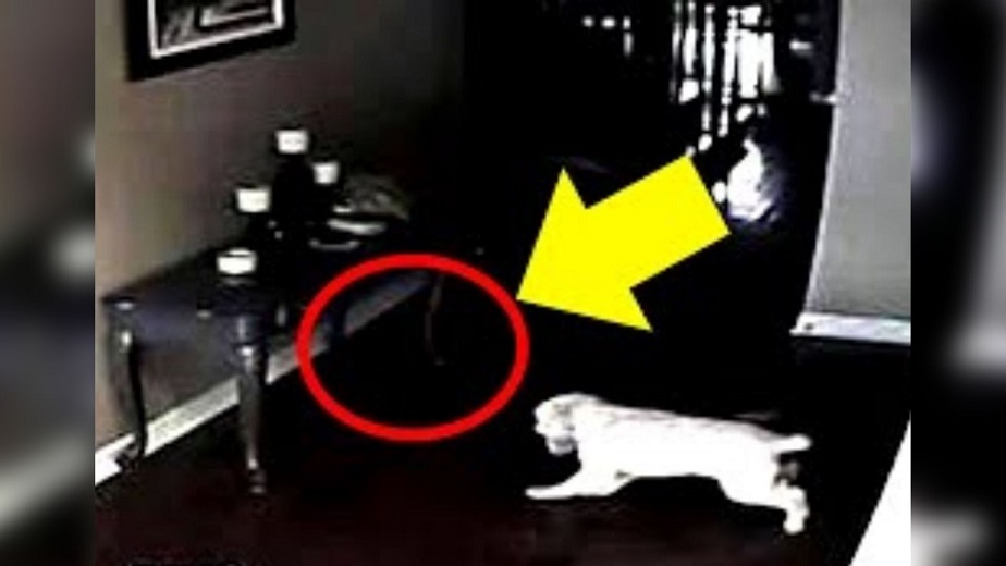 Dog stares at wall in living room for days, the owner installs a camera